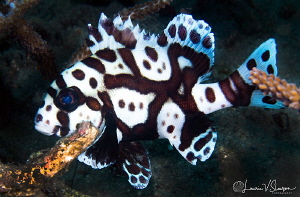 Many-Spotted Sweetlips/Photographed with a 60 mm macro le... by Laurie Slawson 